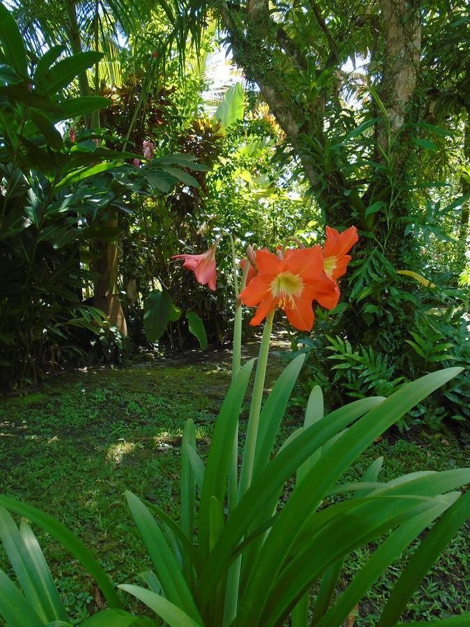 J And H Garden Cabinas Bocas Town Exterior photo
